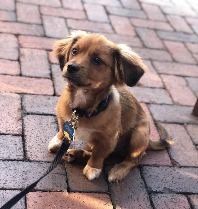 Bear Boombatz, a Pekingese and Chihuahua mix tested with EmbarkVet.com