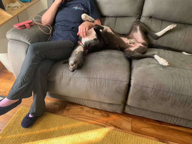 Elmo, a Saluki and Greyhound mix tested with EmbarkVet.com