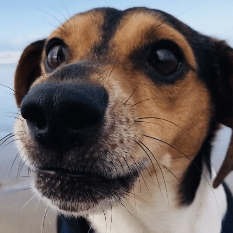 Pippet, a Dachshund and Chihuahua mix tested with EmbarkVet.com