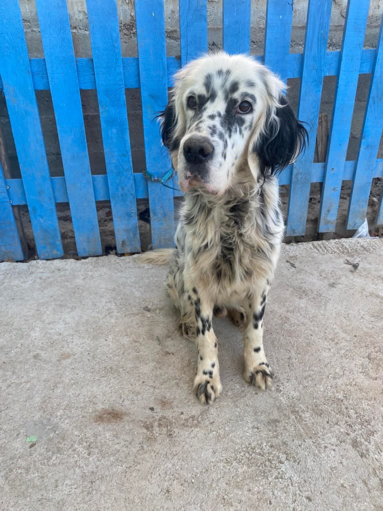 Merlin, a Llewellin Setter and English Setter mix tested with EmbarkVet.com