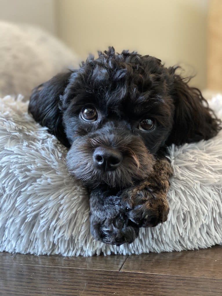 Samwise the Brave, a Poodle (Small) and Shih Tzu mix tested with EmbarkVet.com
