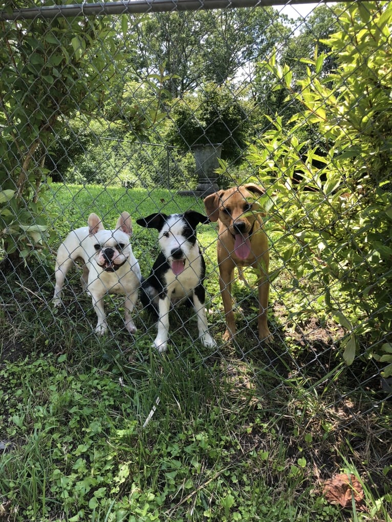 Camille <3, an American Pit Bull Terrier and Boxer mix tested with EmbarkVet.com