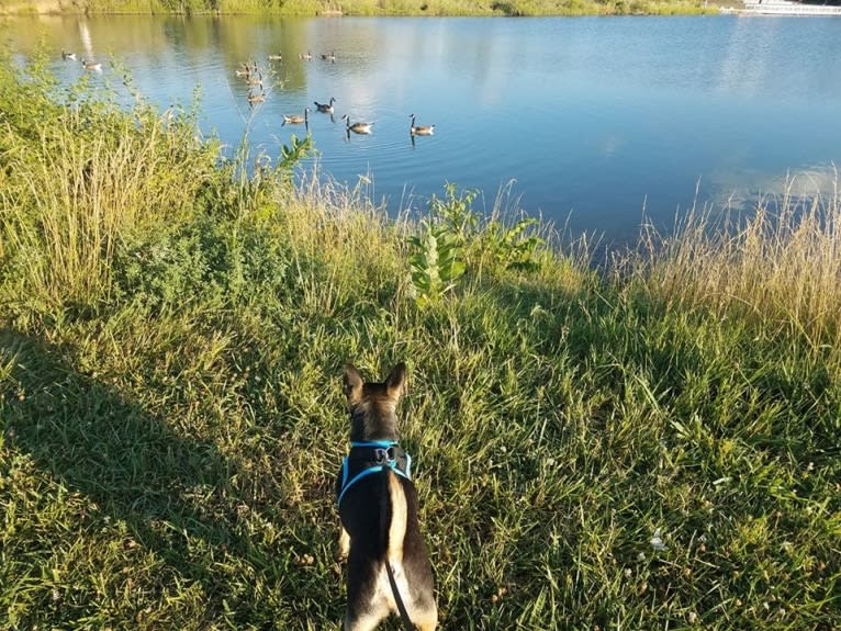 Petey, a Miniature Pinscher and Chihuahua mix tested with EmbarkVet.com