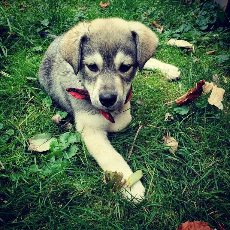 Timber, a Siberian Husky and American Bulldog mix tested with EmbarkVet.com