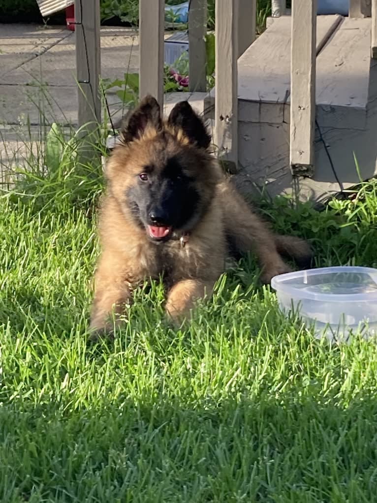 Faro, a Belgian Shepherd tested with EmbarkVet.com