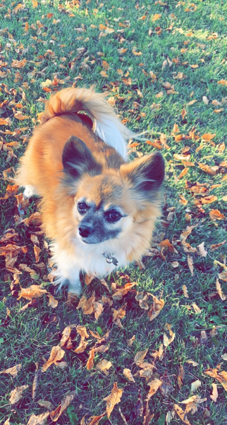 Taz, a Papillon tested with EmbarkVet.com