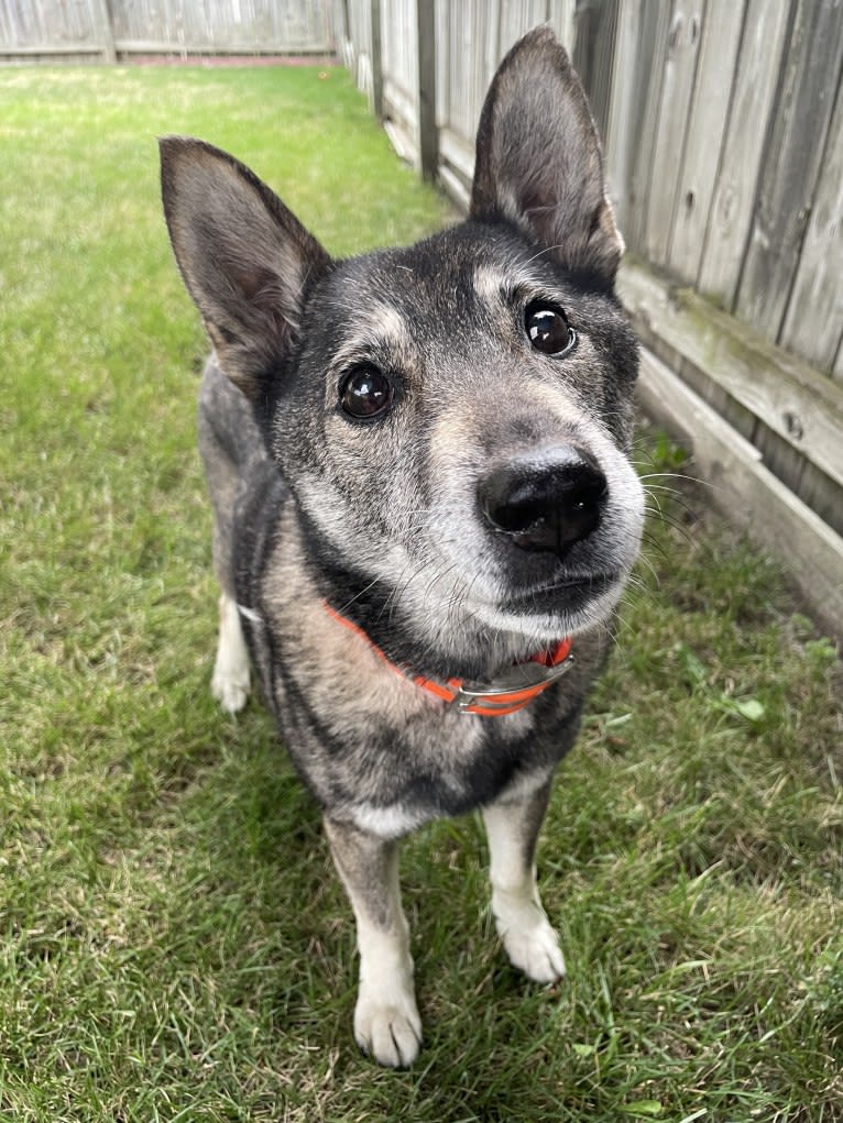 Gus, a Norwegian Elkhound and German Shepherd Dog mix tested with EmbarkVet.com