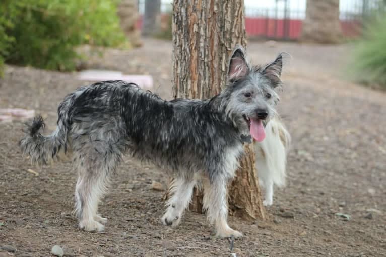 Mechanic, a Rat Terrier and Chihuahua mix tested with EmbarkVet.com