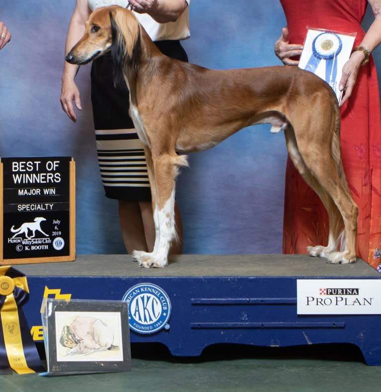 Chromie, a Saluki tested with EmbarkVet.com