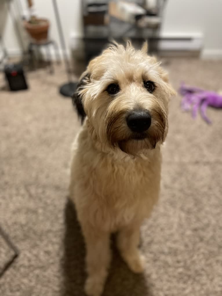 Iris, a Bouvier des Flandres and Australian Shepherd mix tested with EmbarkVet.com