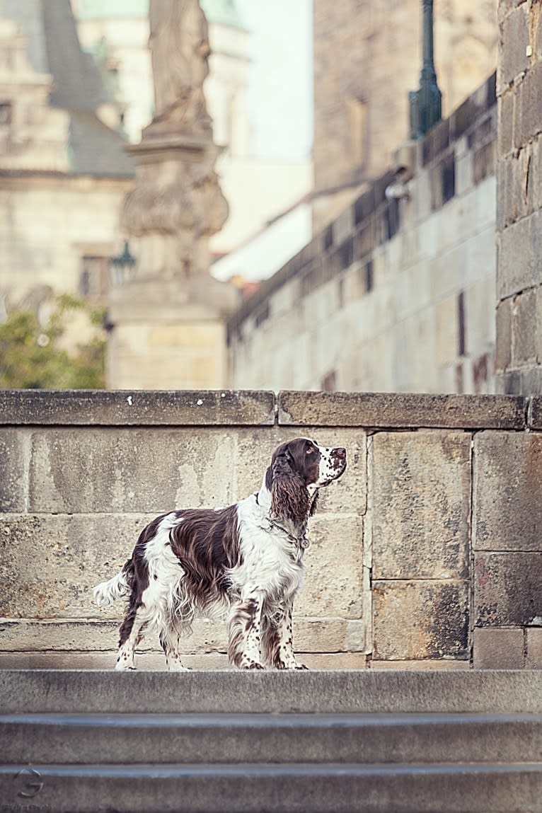 Allons-y Cooper Buxusson, an English Springer Spaniel tested with EmbarkVet.com
