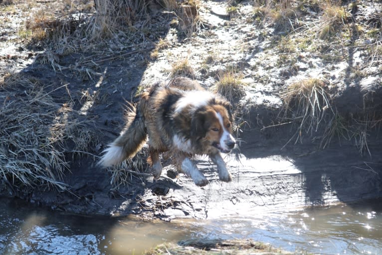 Mesa, an English Shepherd tested with EmbarkVet.com