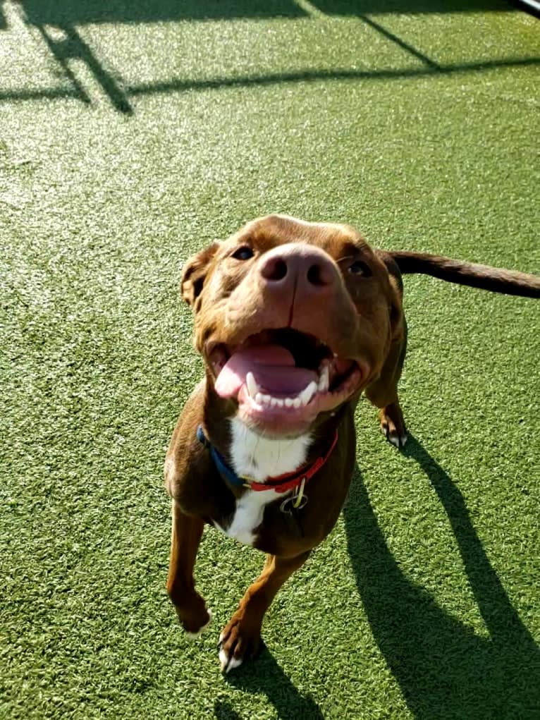 Fudge, an Australian Shepherd and American Pit Bull Terrier mix tested with EmbarkVet.com