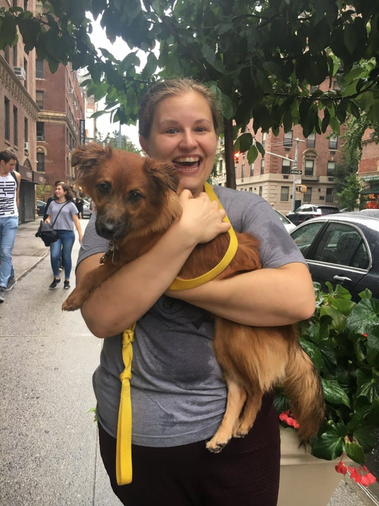 Finn, a Pomeranian and Russell-type Terrier mix tested with EmbarkVet.com