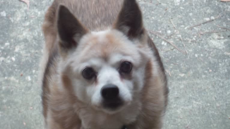 Lassie, a Pomeranian and Rat Terrier mix tested with EmbarkVet.com