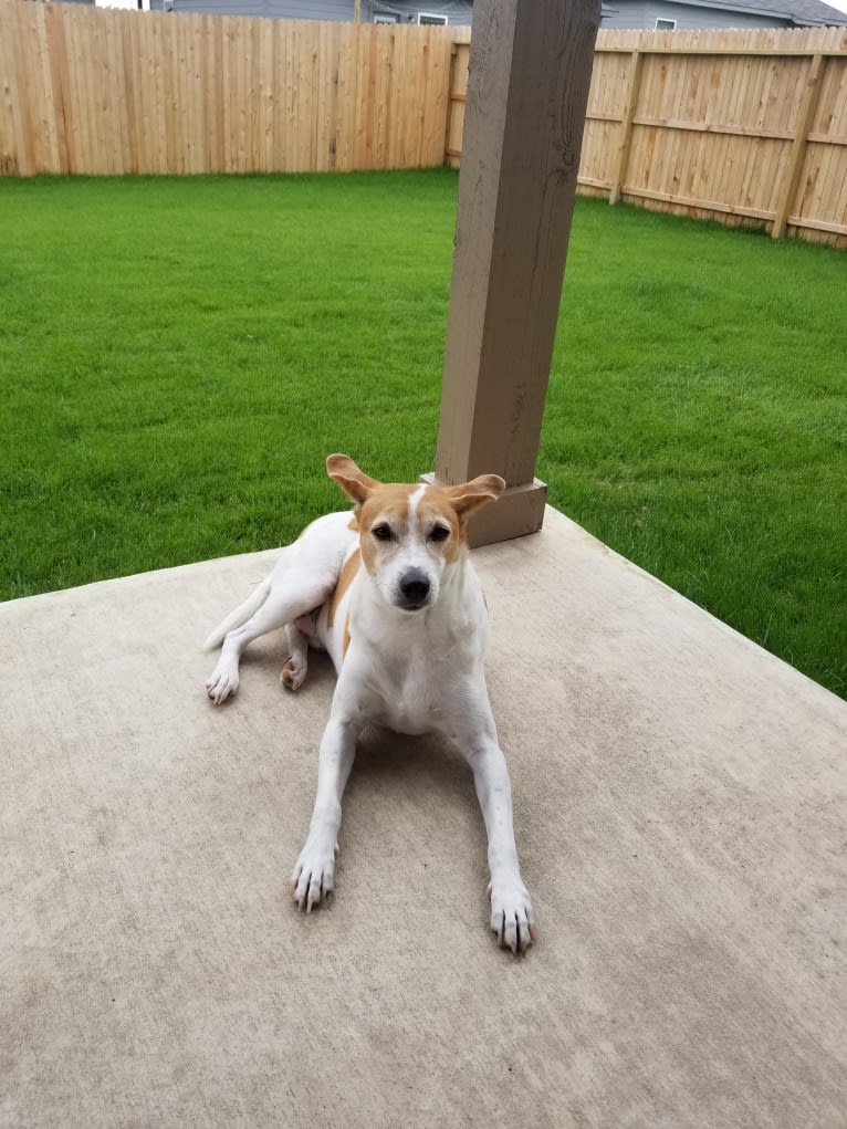 Jax, a Rat Terrier and Toy Fox Terrier mix tested with EmbarkVet.com