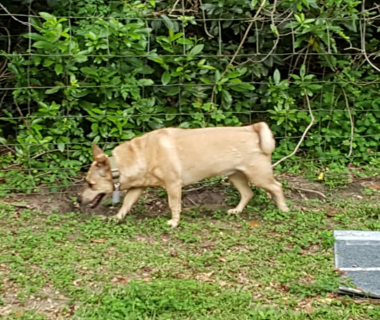 Julia Child, a German Shepherd Dog and American Pit Bull Terrier mix tested with EmbarkVet.com