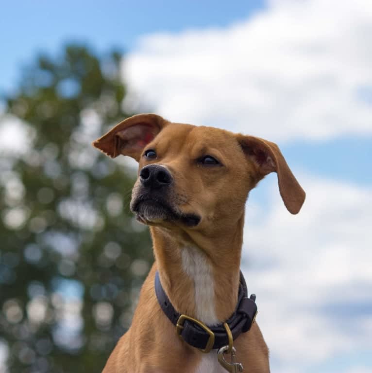 Poodle, a Mountain Cur and Boxer mix tested with EmbarkVet.com