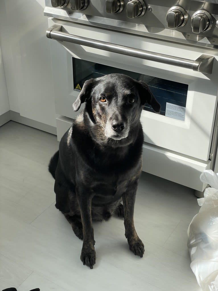 Ryder, a Labrador Retriever and Rottweiler mix tested with EmbarkVet.com