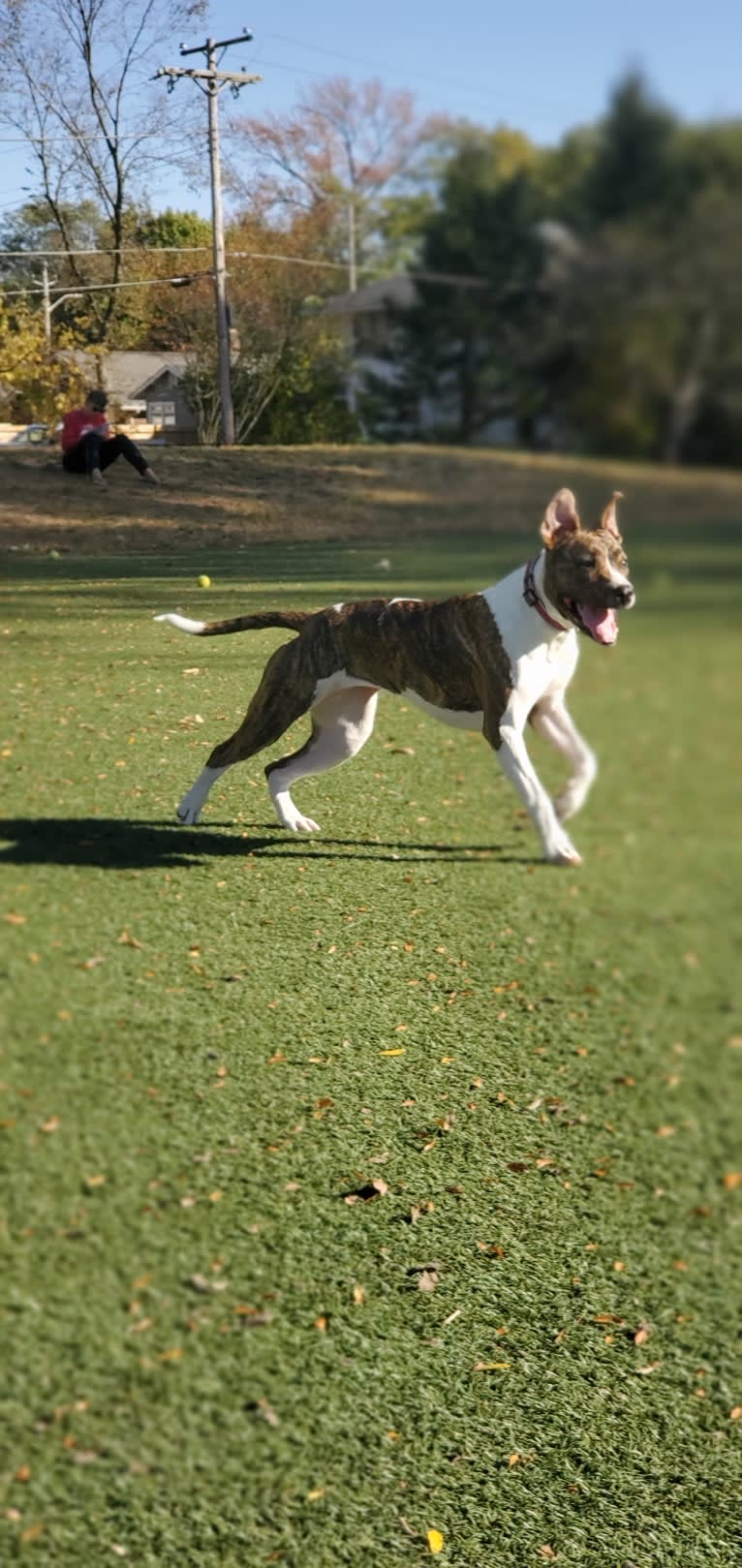 Zaylee, an American Pit Bull Terrier and American Staffordshire Terrier mix tested with EmbarkVet.com