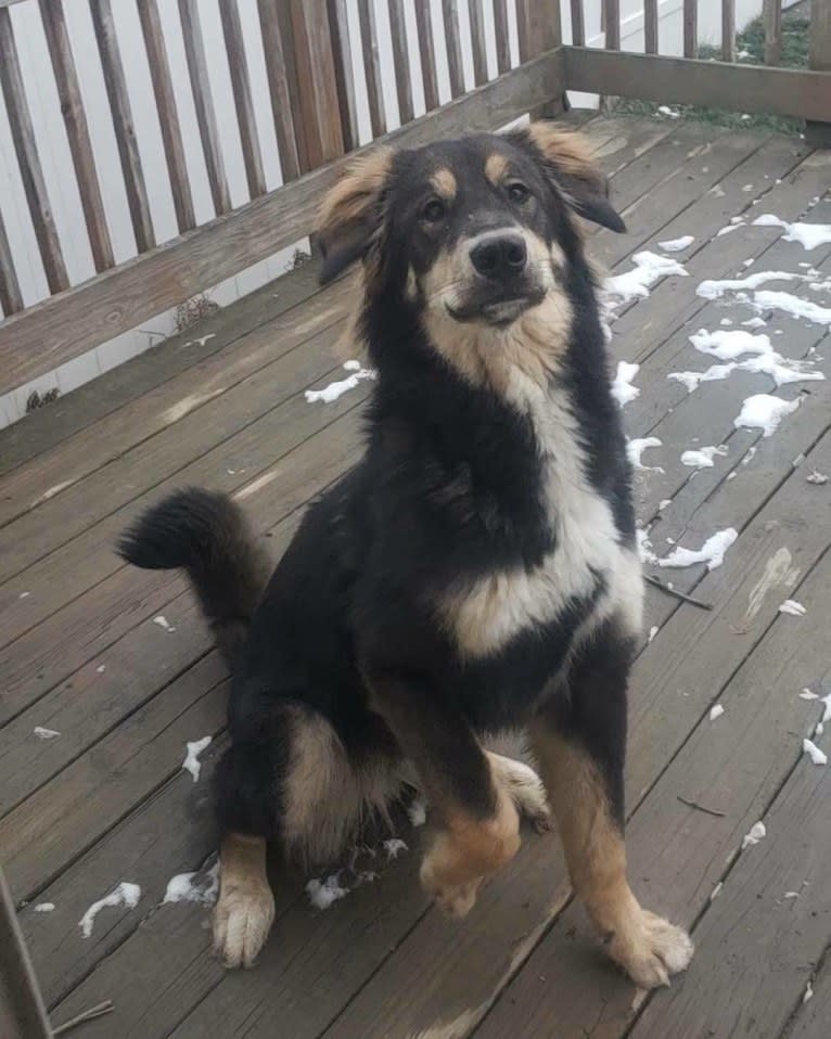 Athena, an Alaskan Malamute and Bernese Mountain Dog mix tested with EmbarkVet.com