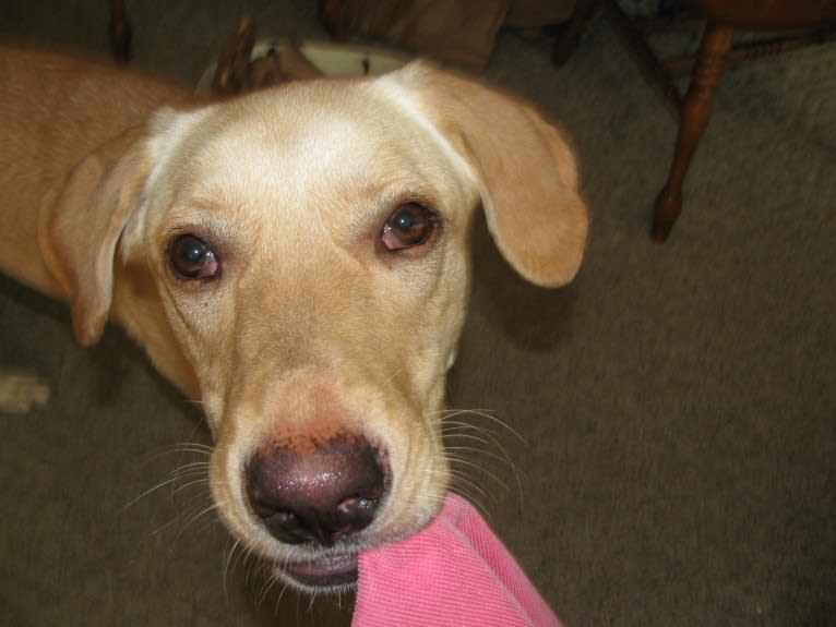 Tank, a German Shepherd Dog and Labrador Retriever mix tested with EmbarkVet.com