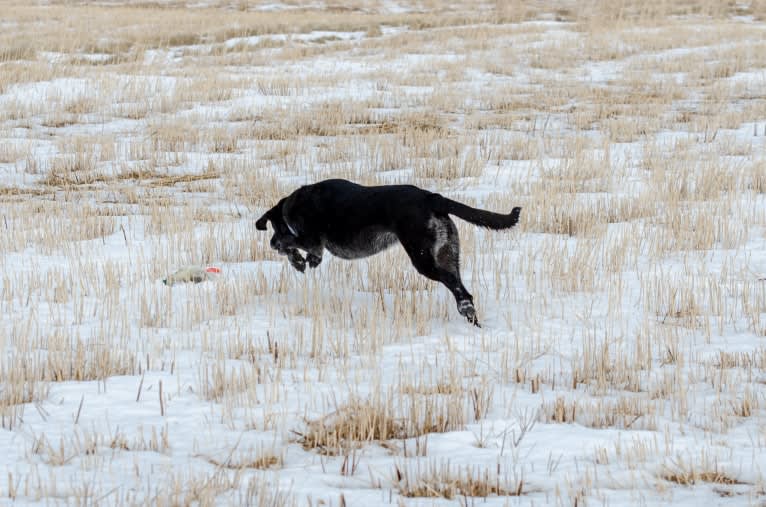 Schimpf's Addicted to the Game ("Addie"), a Labrador Retriever and German Shepherd Dog mix tested with EmbarkVet.com