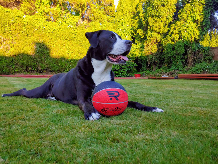 Kona, an American Bully and Bernese Mountain Dog mix tested with EmbarkVet.com