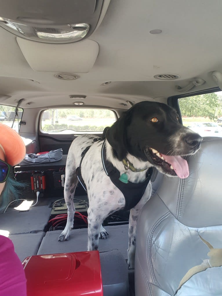 Millie, a Labrador Retriever and Great Pyrenees mix tested with EmbarkVet.com