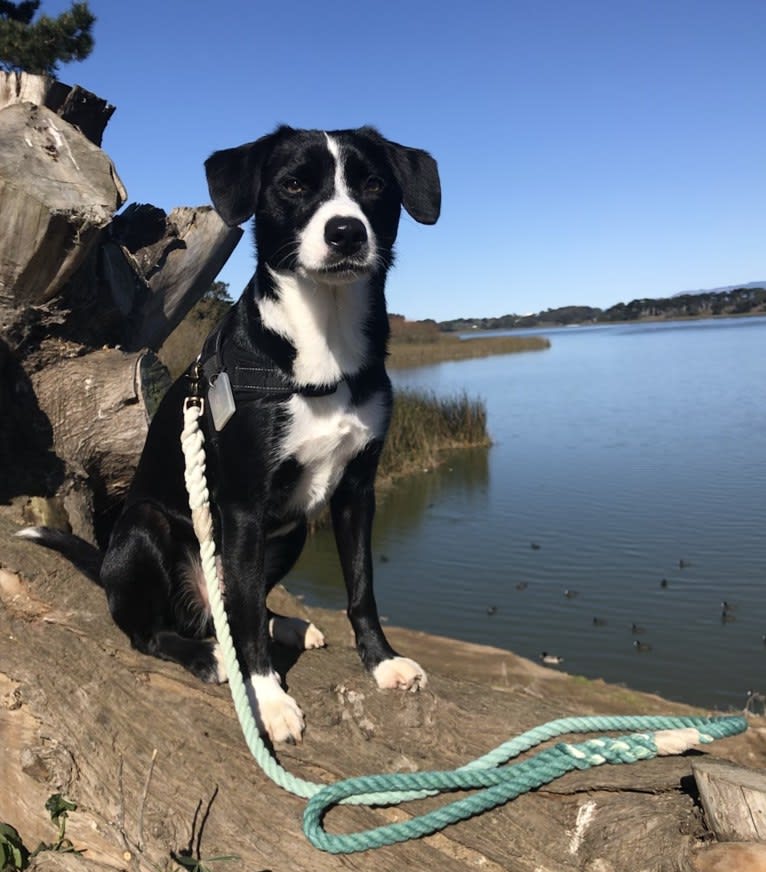 Jet, a Border Collie and Miniature Pinscher mix tested with EmbarkVet.com