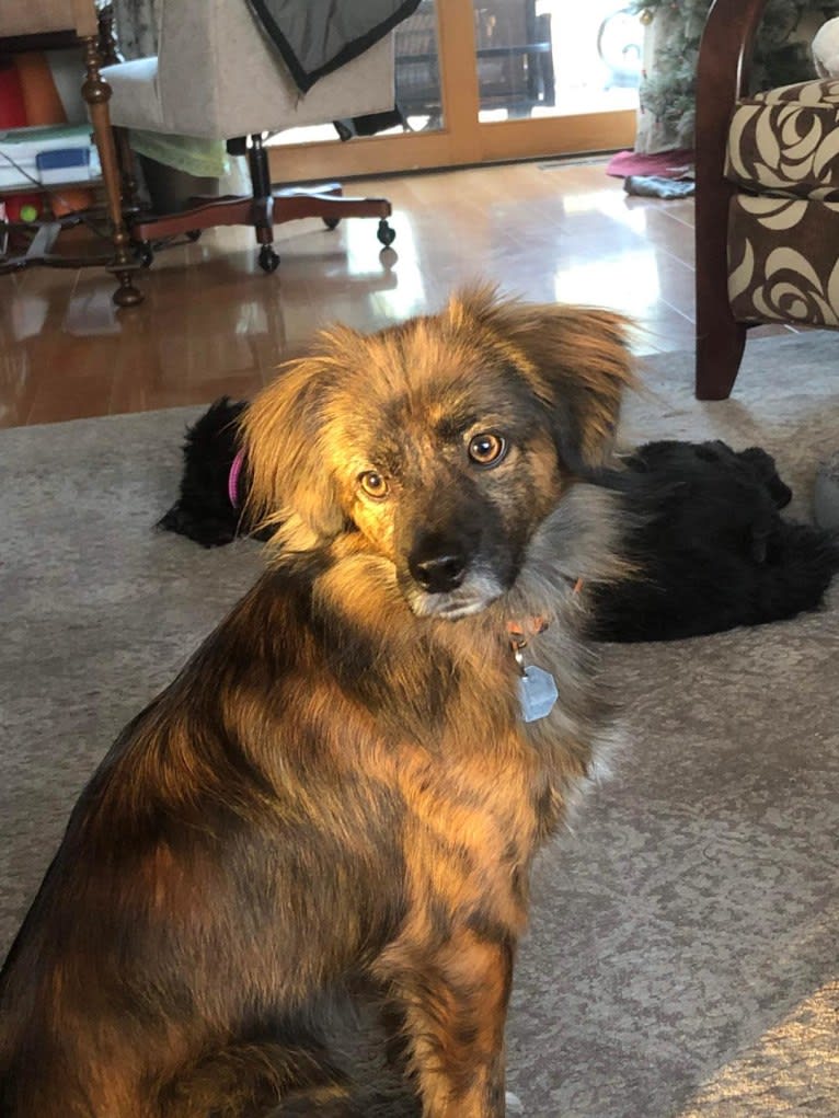 Zazu, a Chinese Village Dog and Pekingese mix tested with EmbarkVet.com