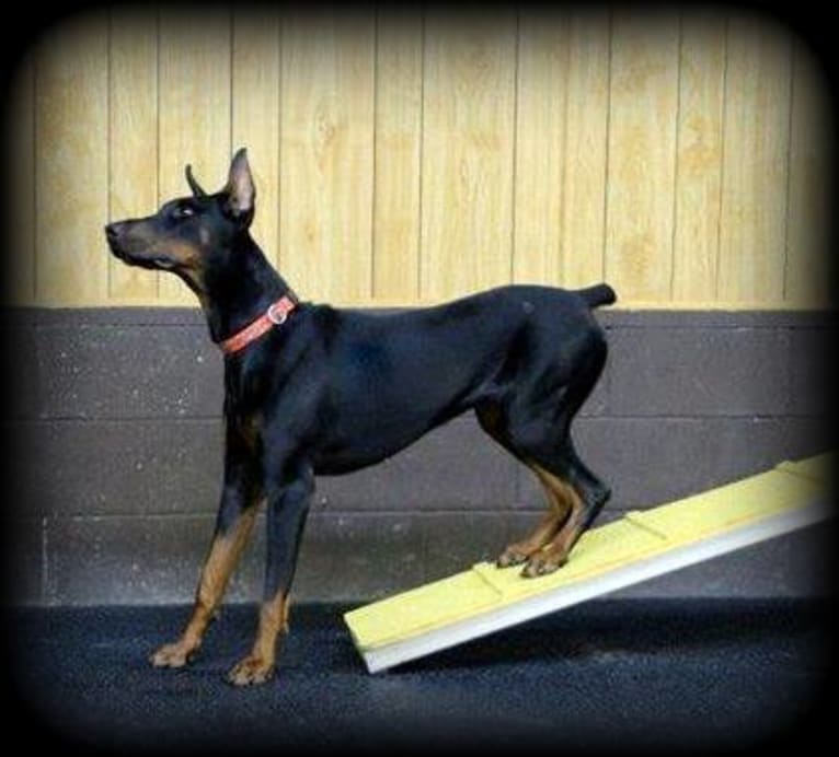 Thrill, a Doberman Pinscher tested with EmbarkVet.com