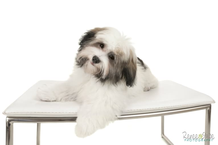 Liam, a Havanese tested with EmbarkVet.com