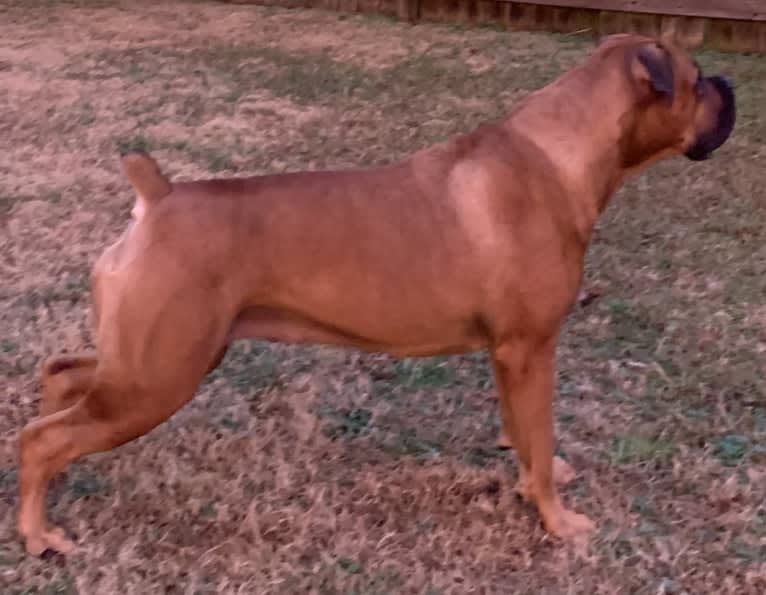 Zaylee, a Boerboel tested with EmbarkVet.com