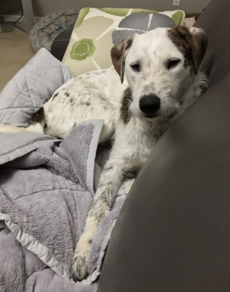 Sherlock, an Australian Cattle Dog and Poodle (Standard) mix tested with EmbarkVet.com