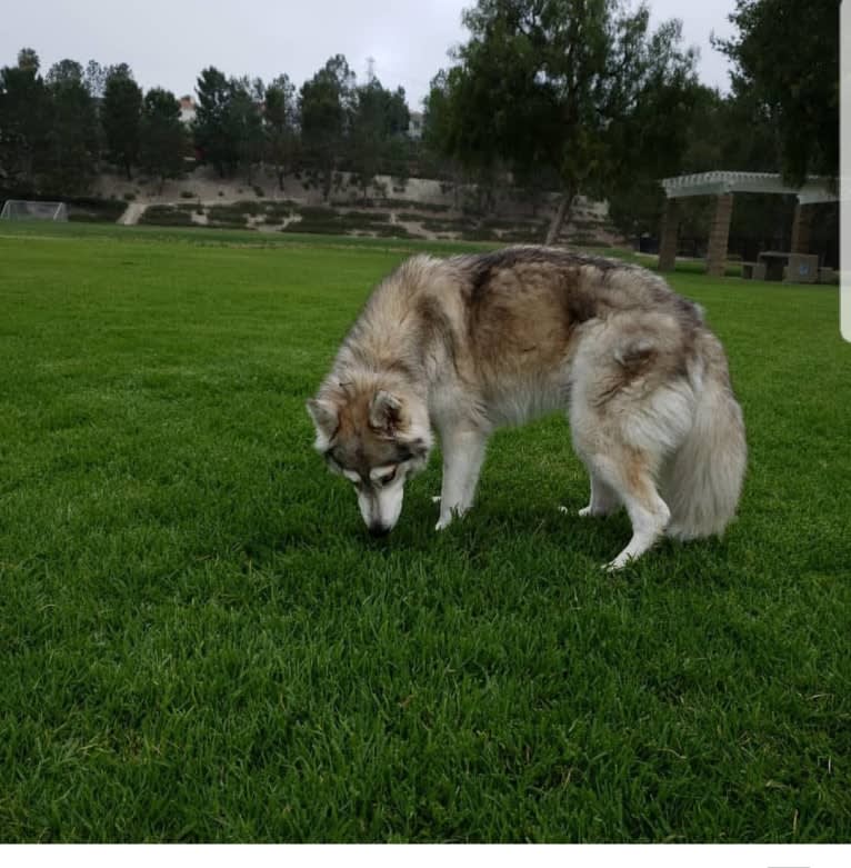 Lady, a Siberian Husky tested with EmbarkVet.com
