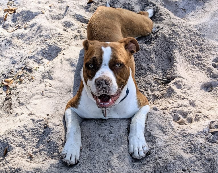 Charlie, an American Pit Bull Terrier and Bulldog mix tested with EmbarkVet.com