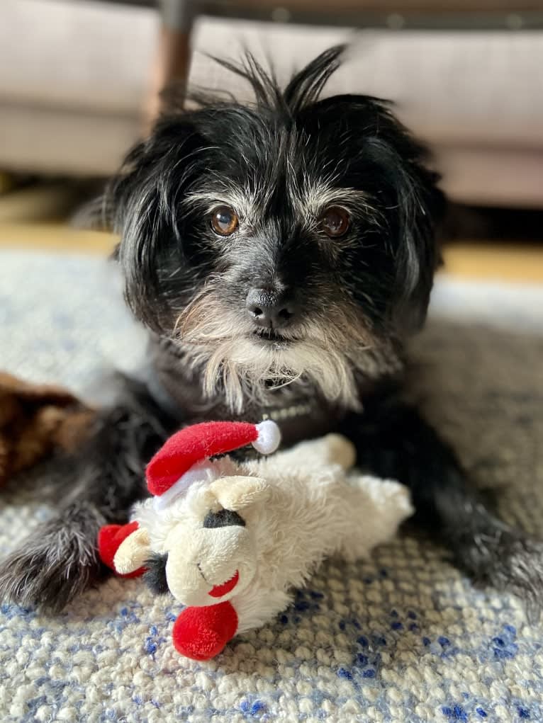 Brady, a Chihuahua and Poodle (Small) mix tested with EmbarkVet.com