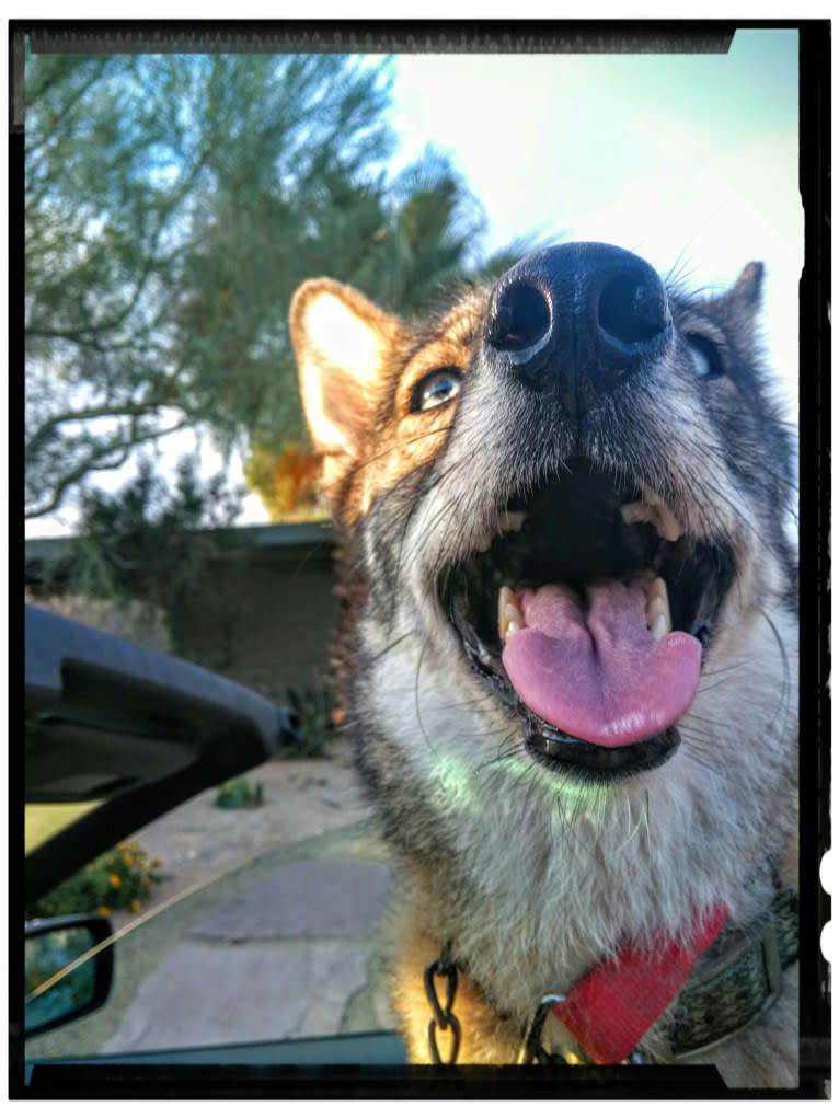 Sneaky, a Siberian Husky and Coyote mix tested with EmbarkVet.com