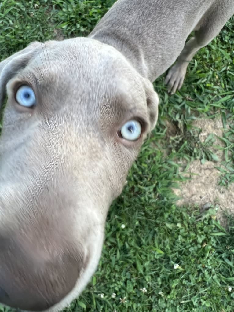 Apollo, a Weimaraner tested with EmbarkVet.com