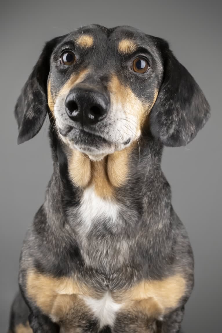 Carlos, a Dachshund and American Pit Bull Terrier mix tested with EmbarkVet.com