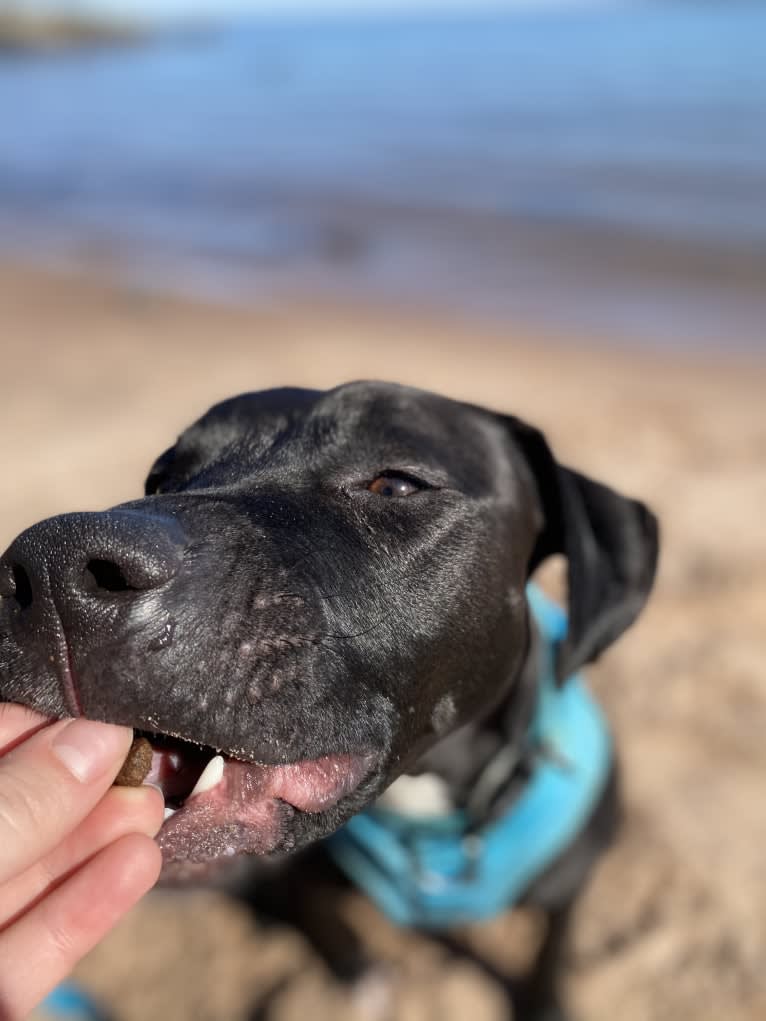 Zeuss, an American Pit Bull Terrier and Boxer mix tested with EmbarkVet.com