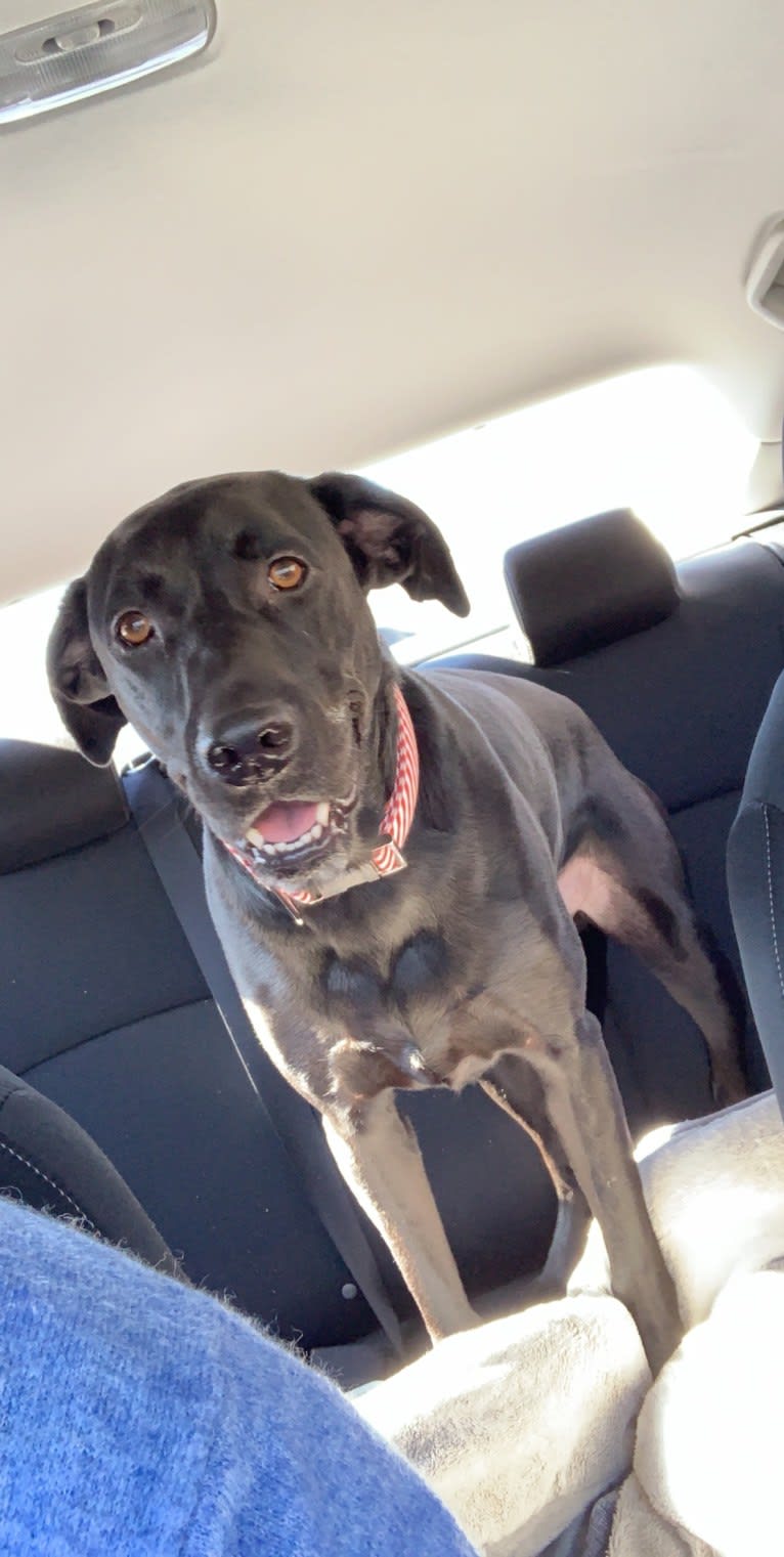 Beckham, a Labrador Retriever and American Pit Bull Terrier mix tested with EmbarkVet.com