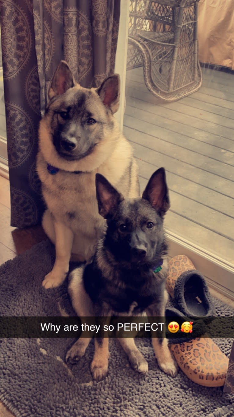 Brutus, a Norwegian Elkhound tested with EmbarkVet.com