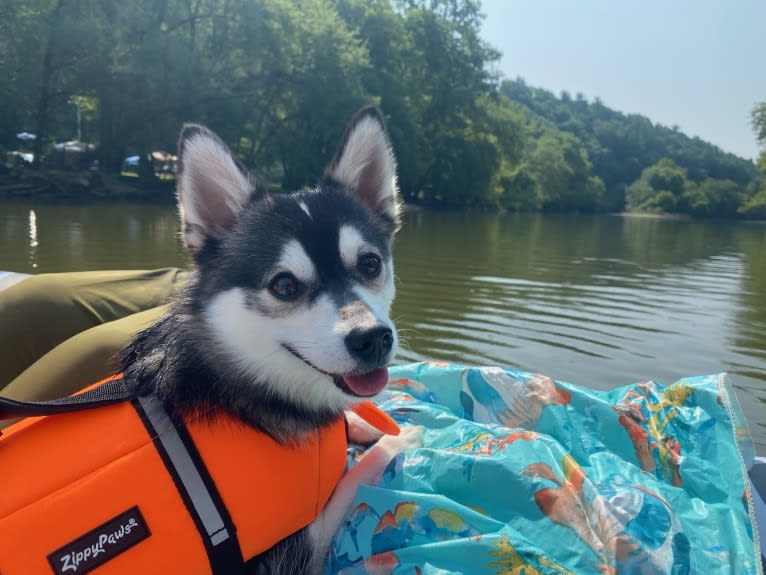 Khaleesi, a Pomsky tested with EmbarkVet.com