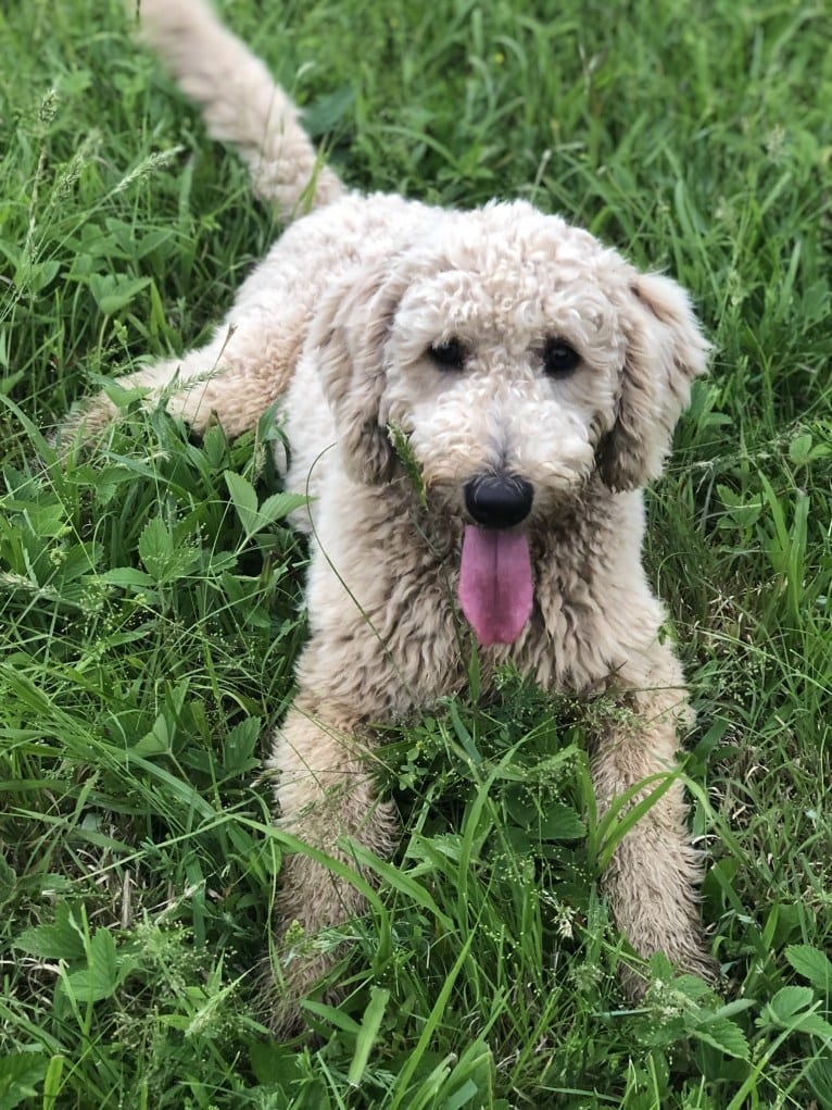 Rosie, a Goldendoodle tested with EmbarkVet.com
