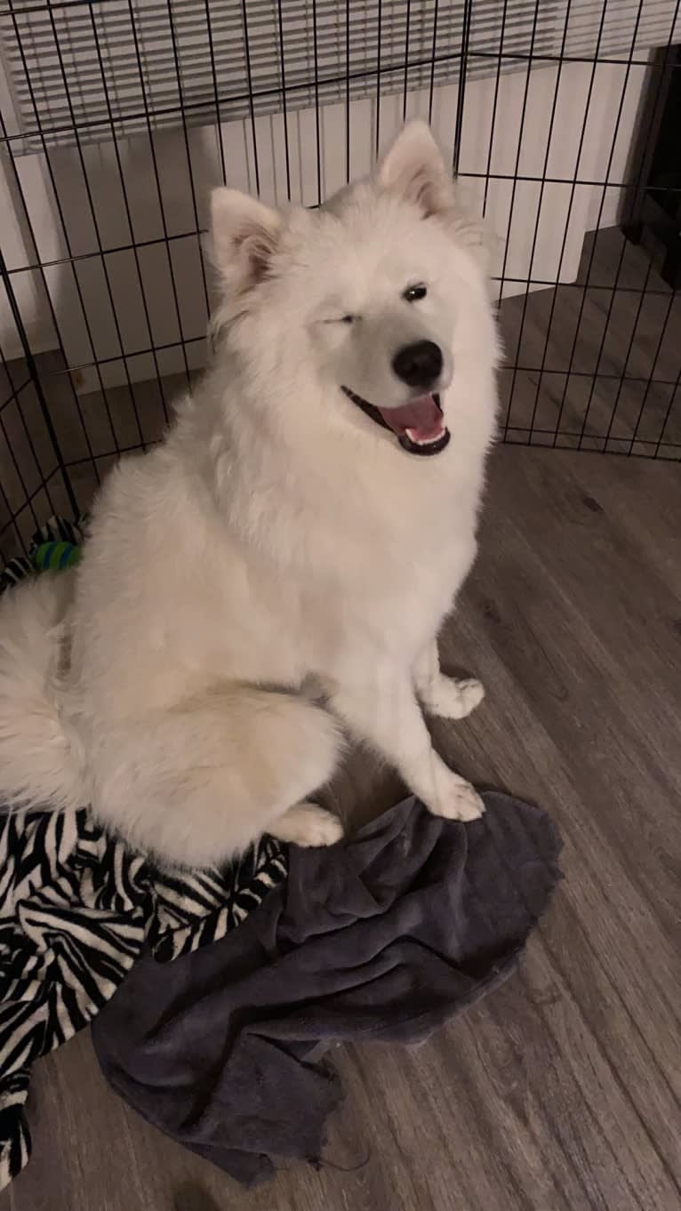 Acetone, a Samoyed tested with EmbarkVet.com