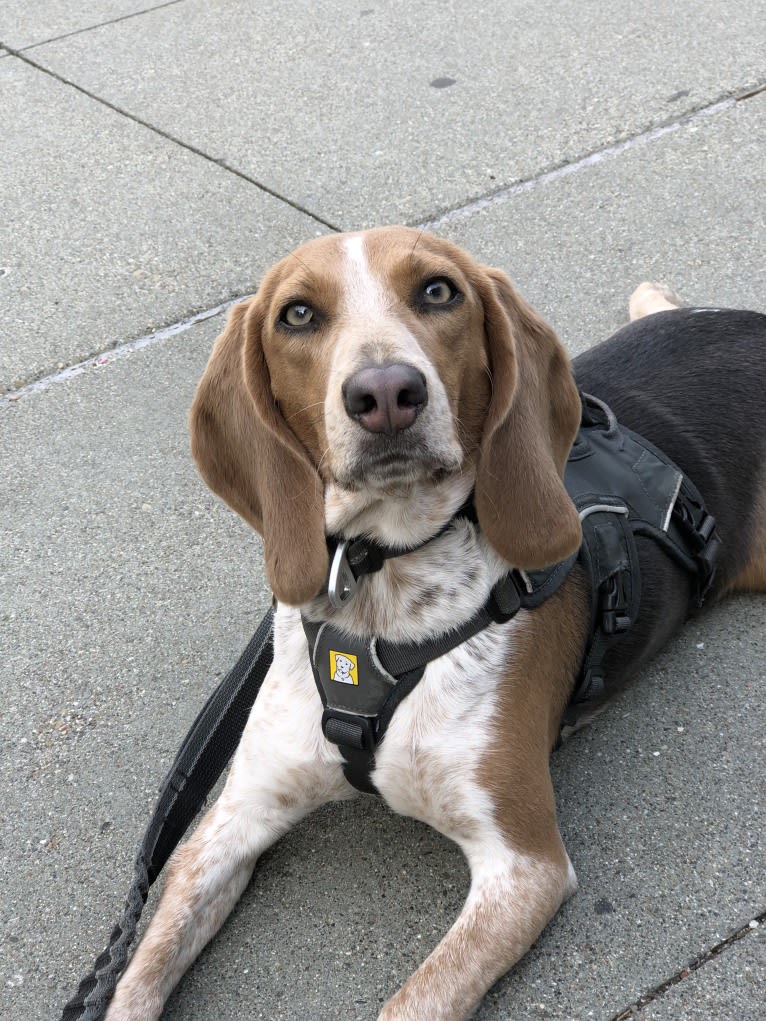 Trixie, a Beagle tested with EmbarkVet.com