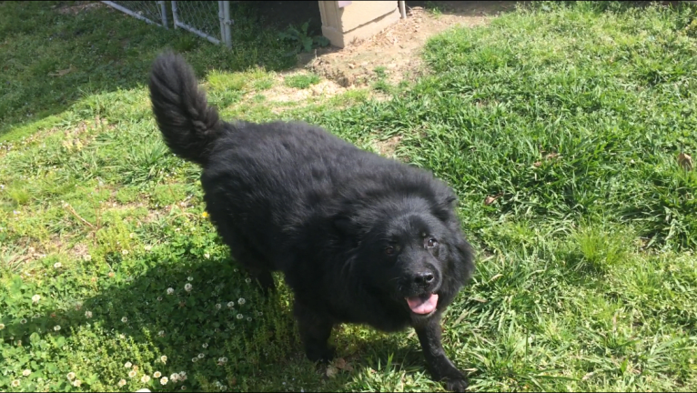 Hudson, a Chow Chow and German Shepherd Dog mix tested with EmbarkVet.com