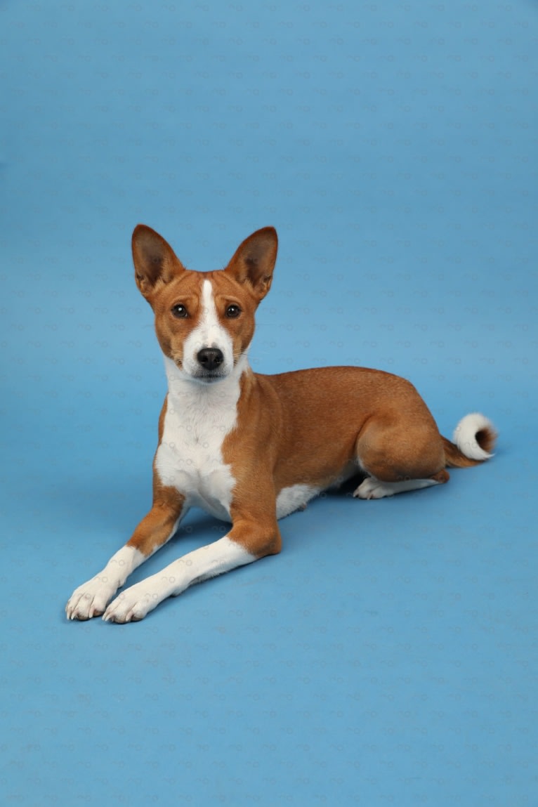 Xena, a Basenji tested with EmbarkVet.com